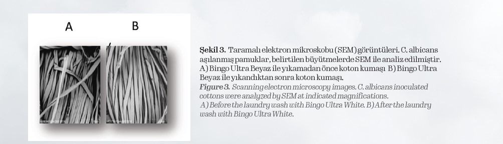 Taramalı elektron mikroskobu (SEM) görüntüleri. C. albicans
aşılanmış pamuklar, belirtilen büyütmelerde SEM ile analiz edilmiştir.
A) Bingo Ultra Beyaz ile yıkamadan önce koton kumaşı B) Bingo Ultra
Beyaz ile yıkandıktan sonra koton kumaşı.
